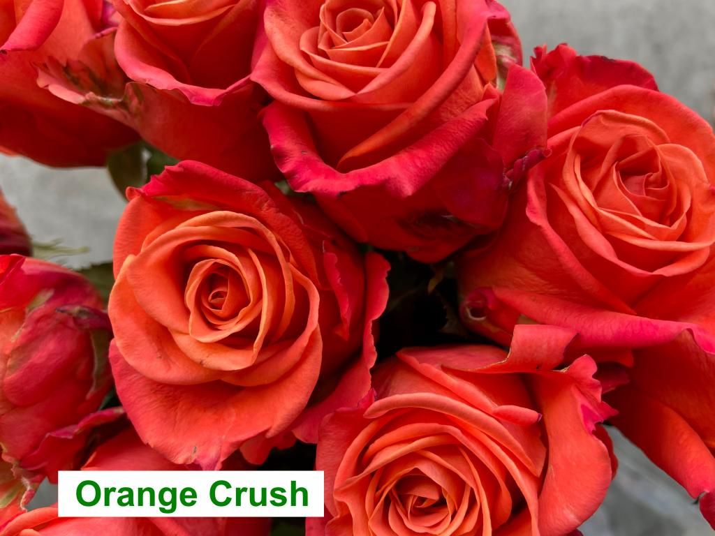 Colombian Premium Rose - Orange Crush