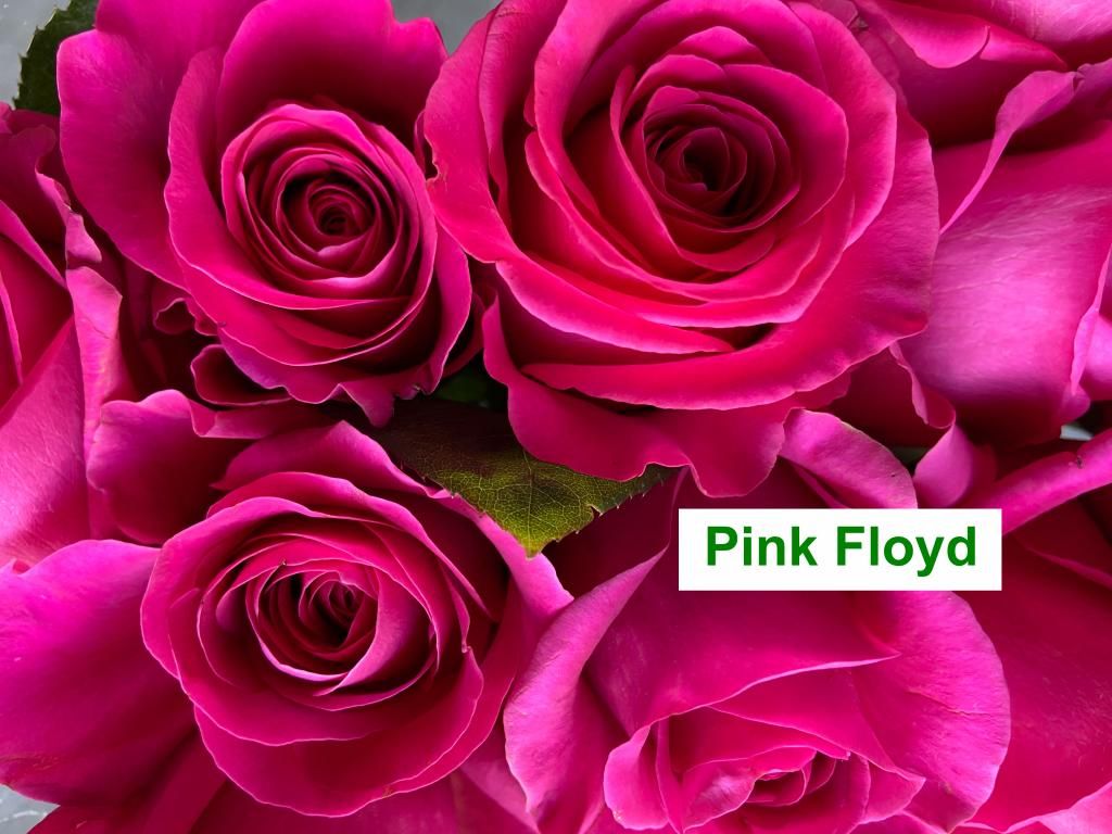 Colombian Premium Rose - Pink Floyd