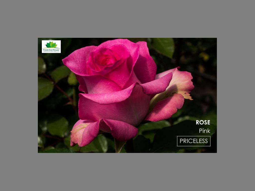 Colombian Premium Rose - Priceless