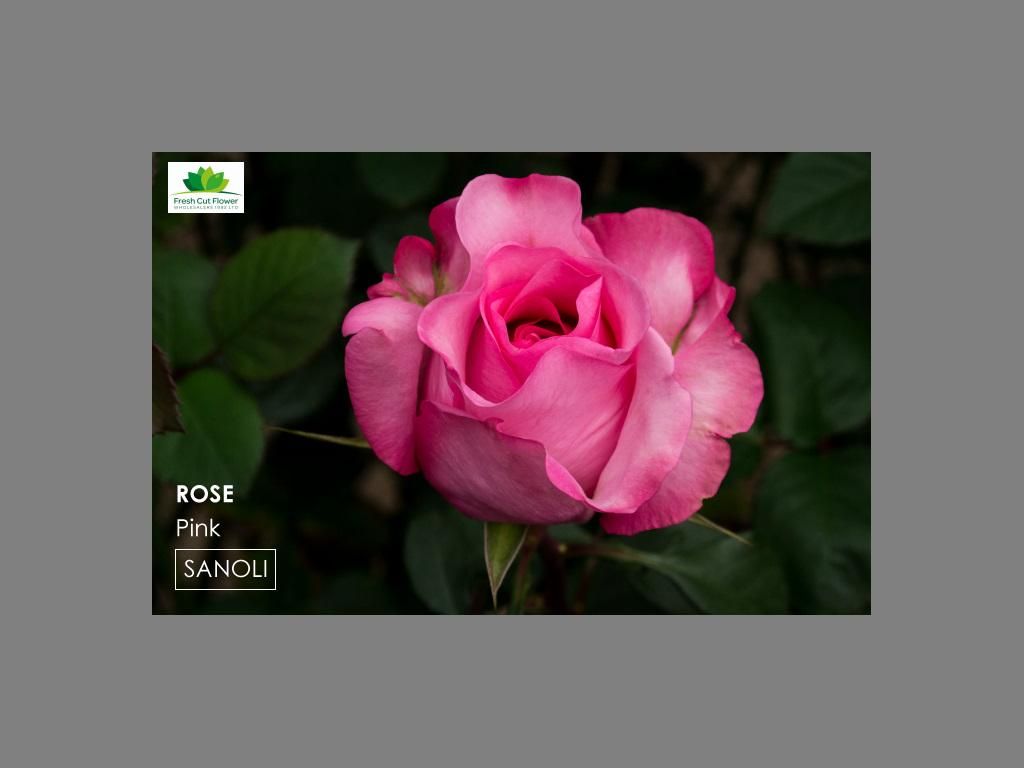Colombian Premium Rose - Sanoli