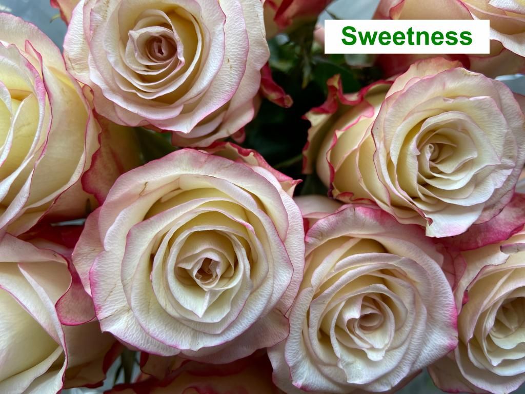 Colombian Premium Rose - Sweetness