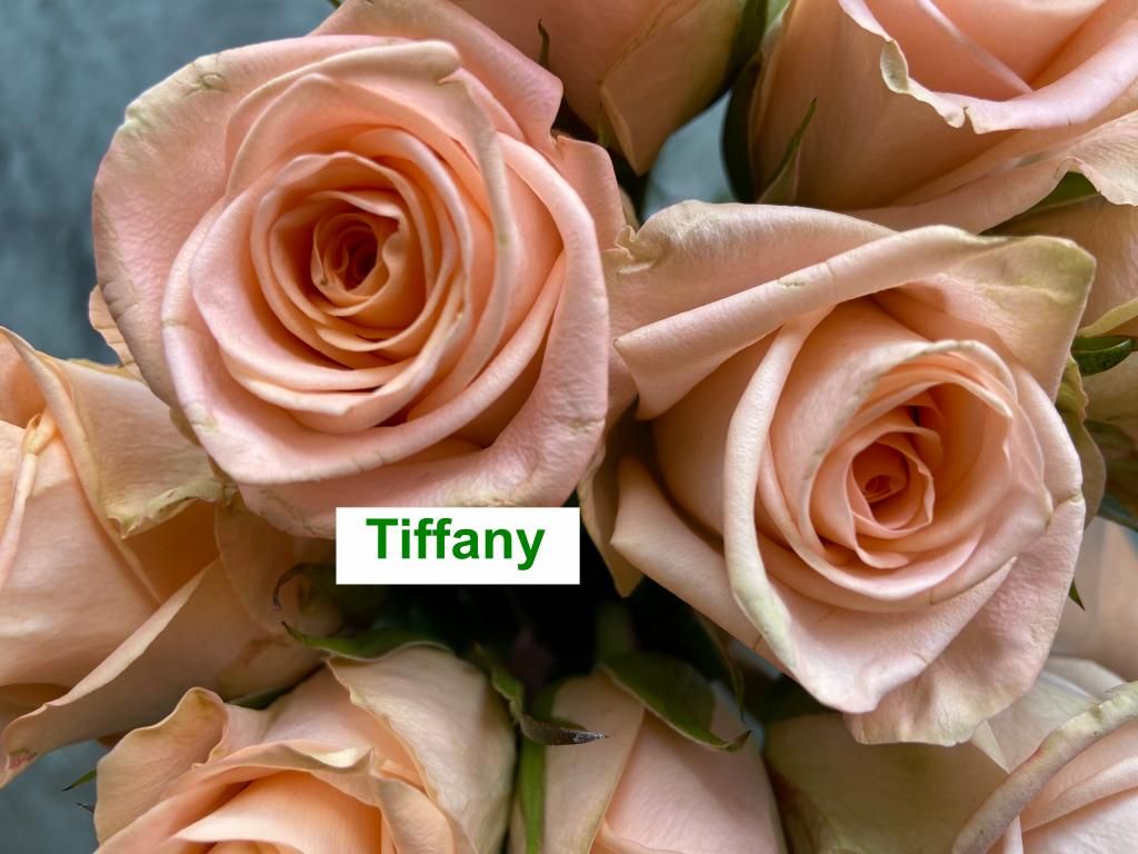 Colombian Premium Rose - Tiffany