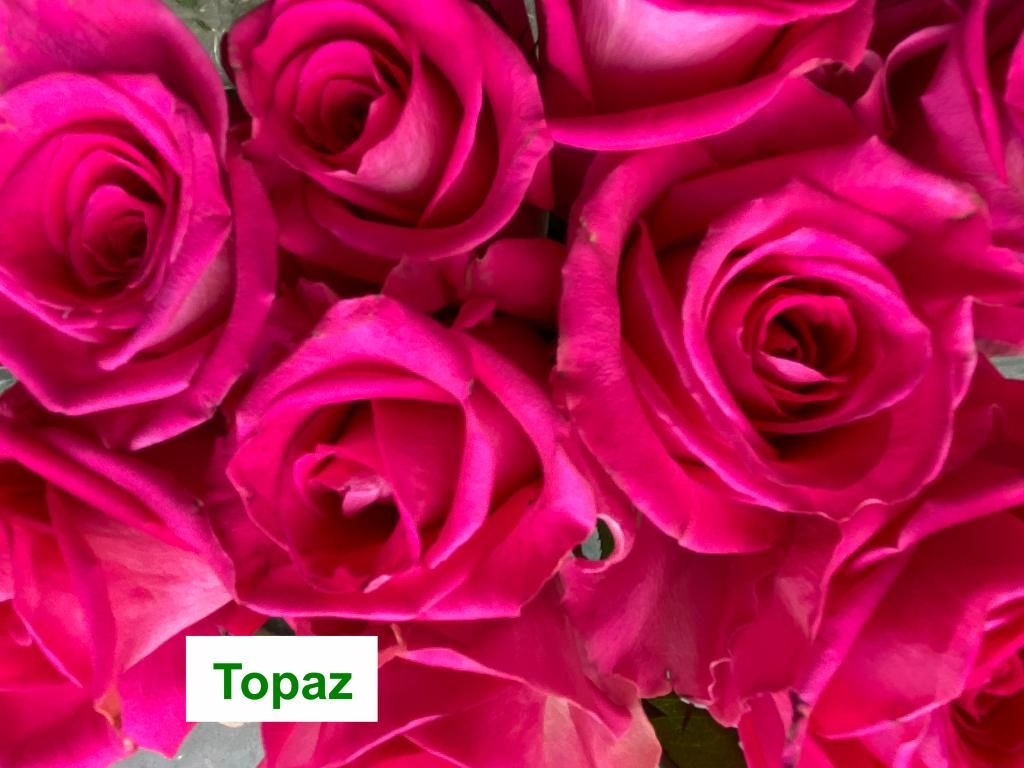 Colombian Premium Rose - Topaz