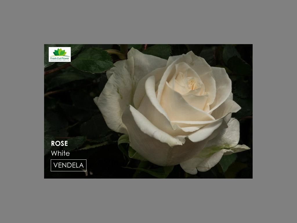 Colombian Premium Rose - Vendela