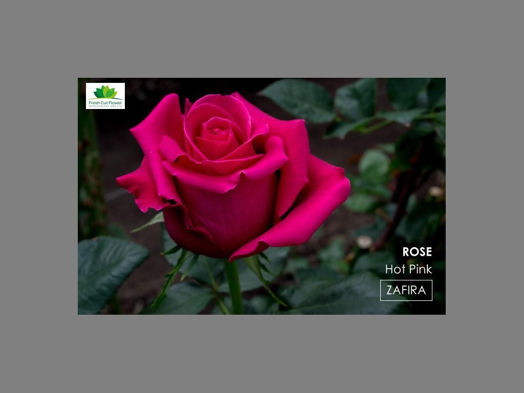 Colombian Premium Rose - Zafira