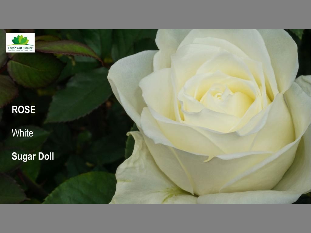 Colombian Premium Rose - Sugar Doll