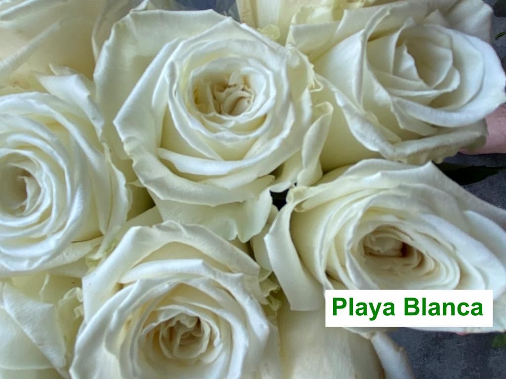 Colombian Premium Rose - Playa Blanca
