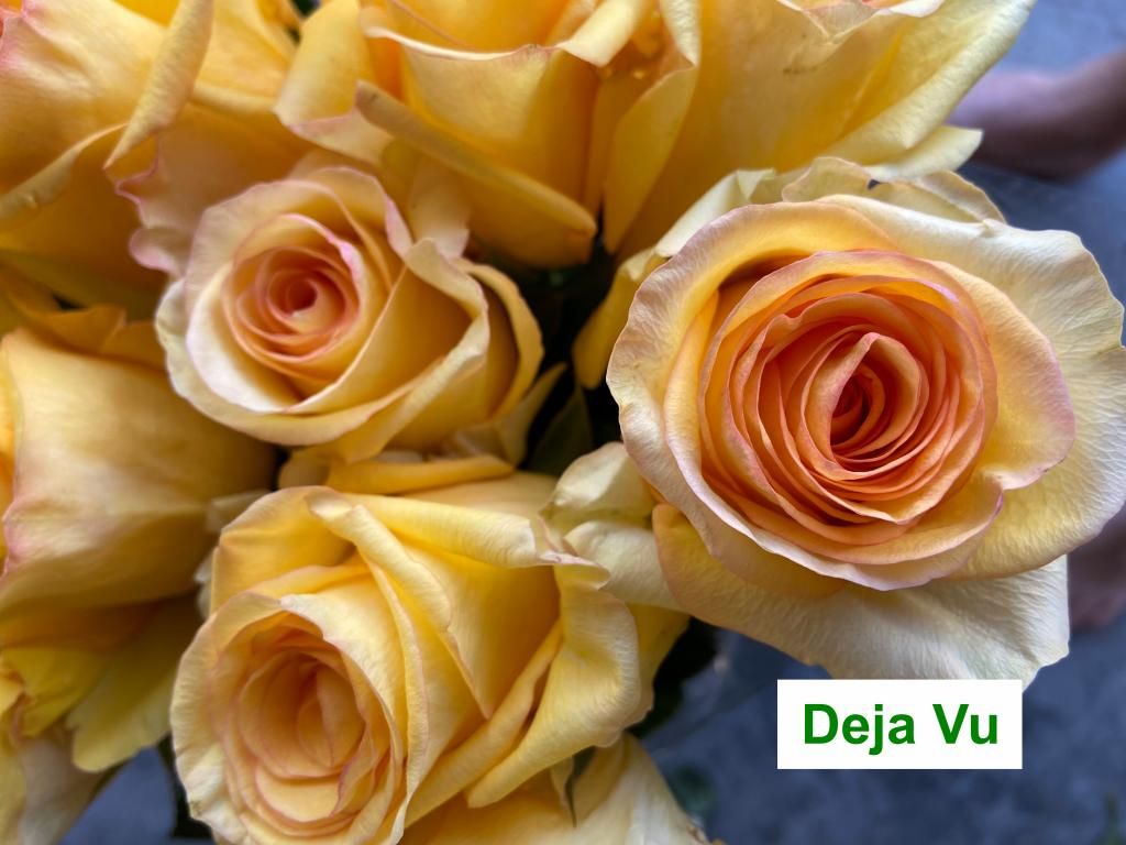 Colombian Premium Rose - Deja Vu