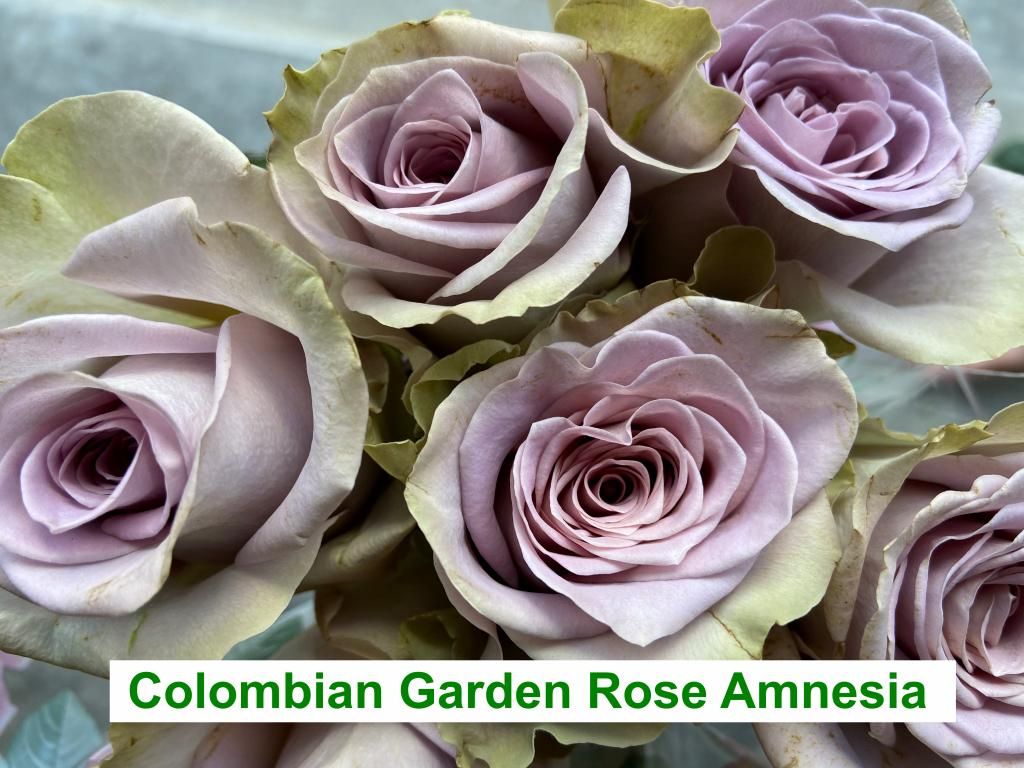 Colombian Garden Rose - Amnesia