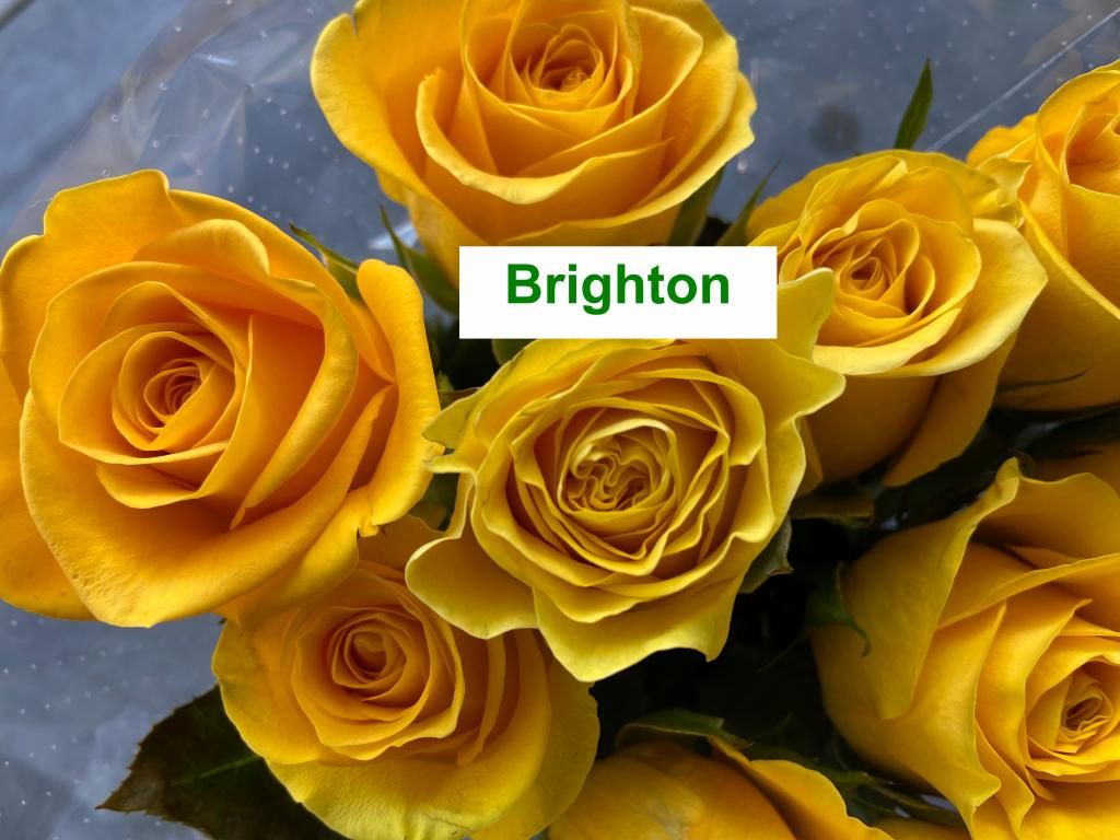 Colombian Premium Rose - Brighton