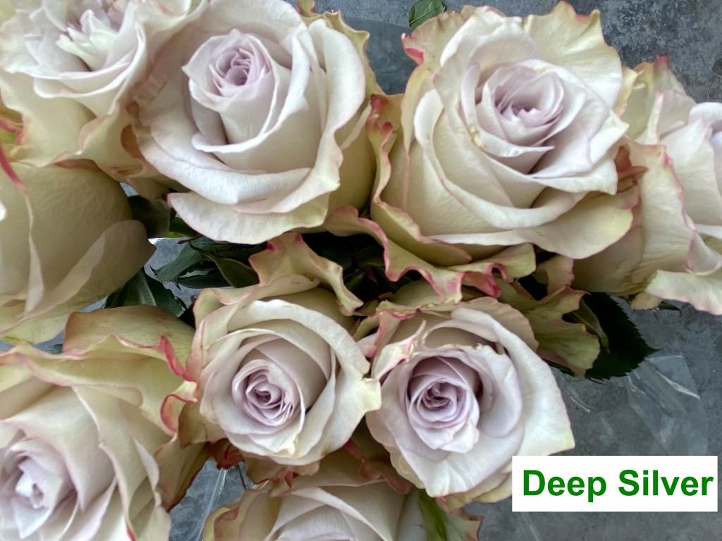 Colombian Premium Rose - Deep Silver