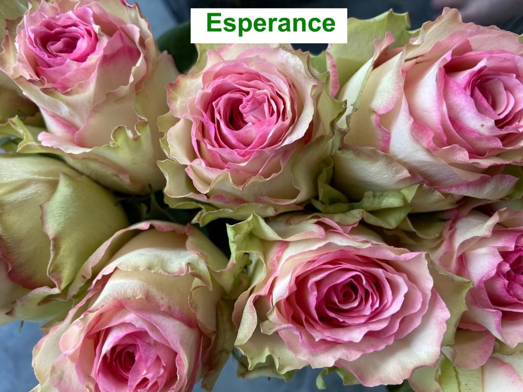 Colombian Premium Rose - Esperance