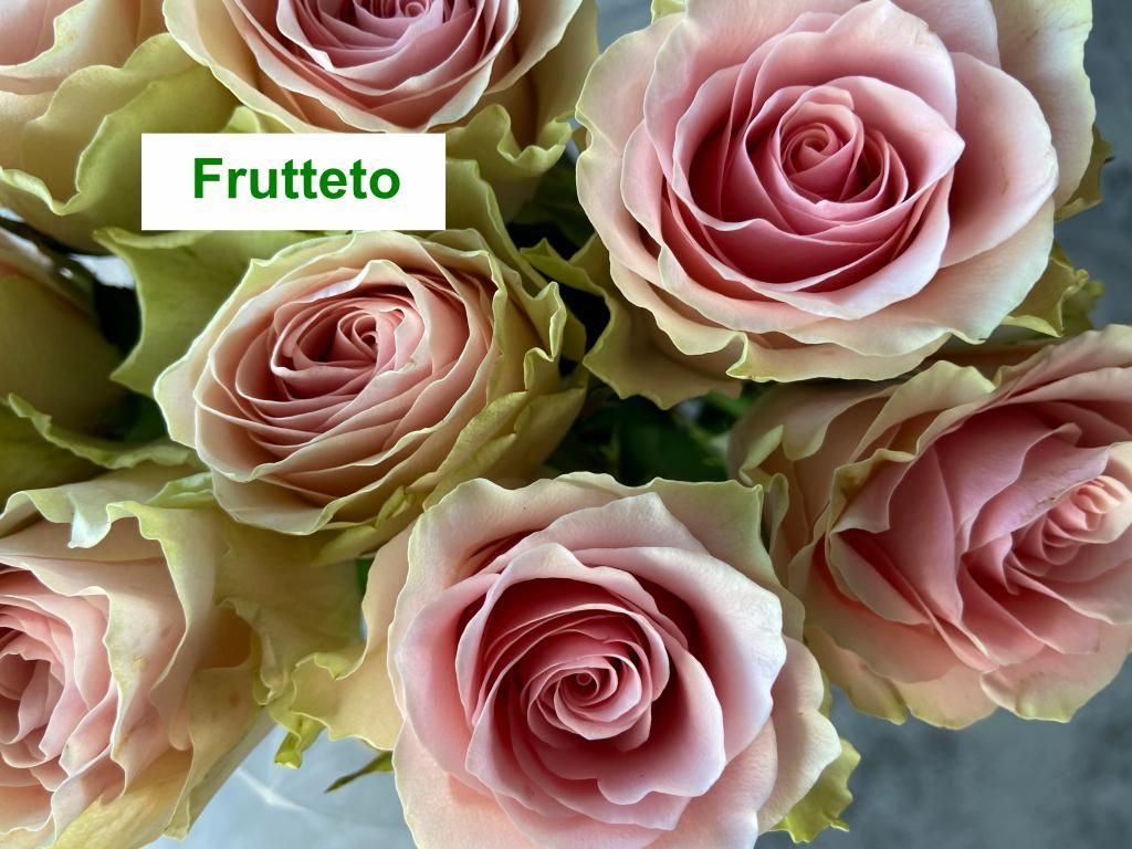 Colombian Premium Rose - Frutteto