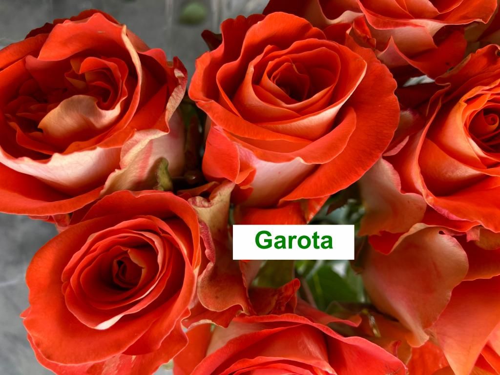 Colombian Premium Rose - Garota