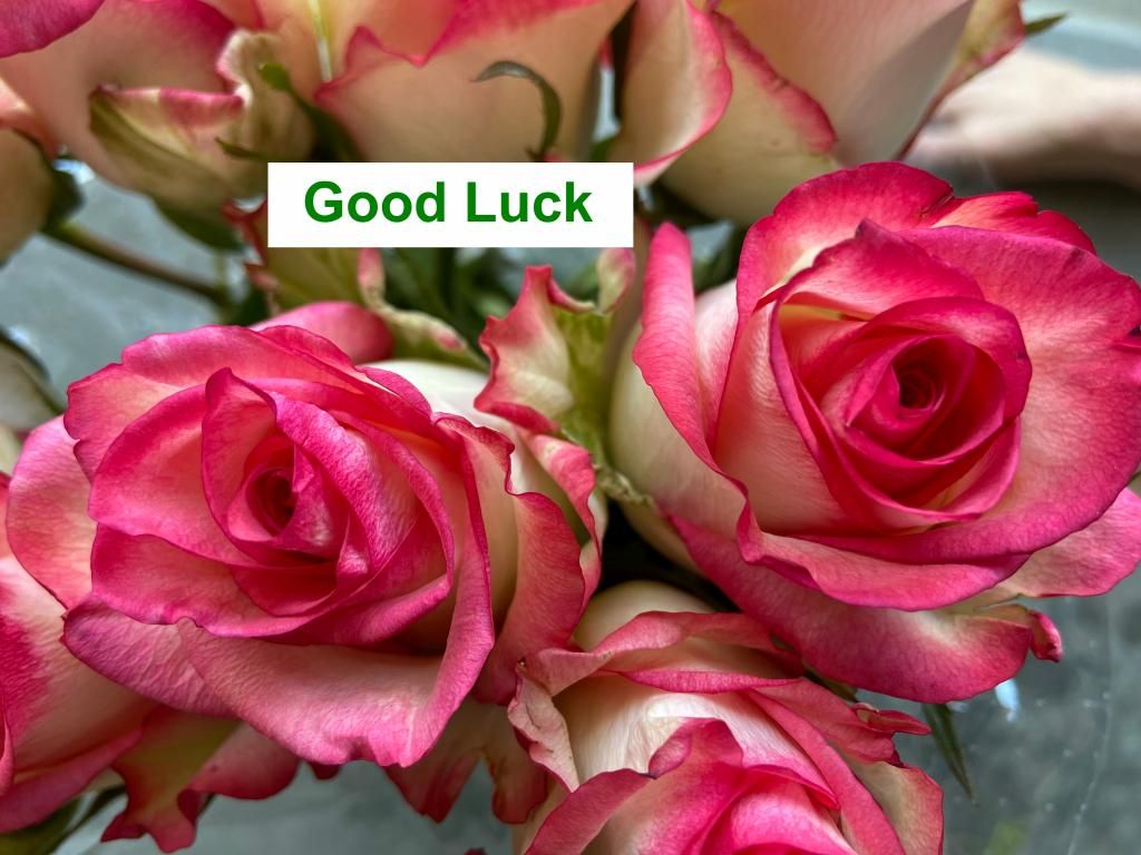 Colombian Premium Rose - Good Luck