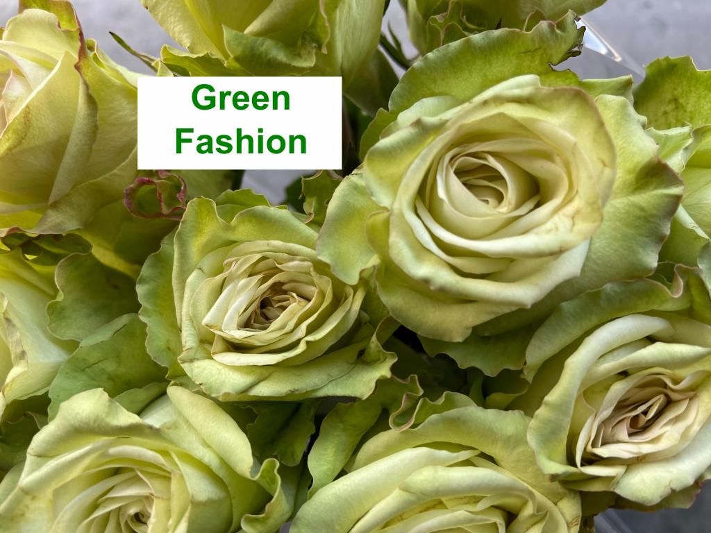 Colombian Premium Rose - Green Fashion