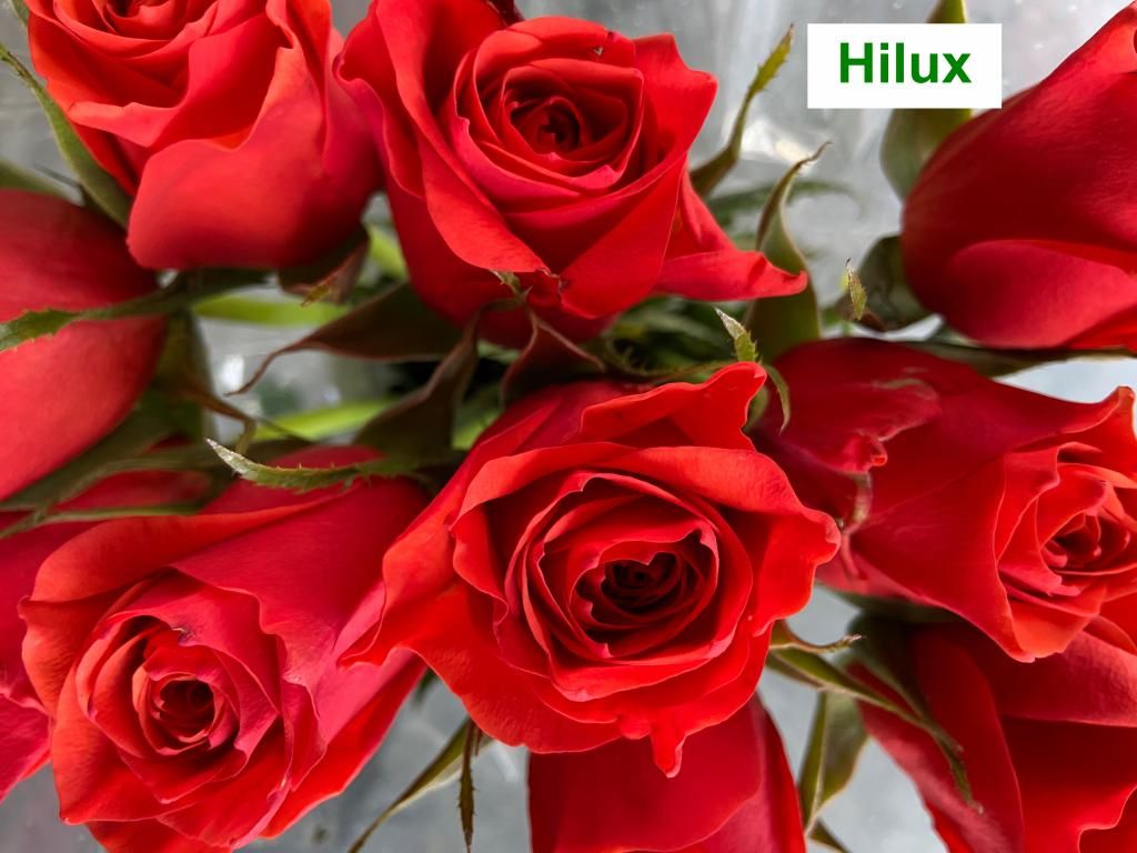 Colombian Premium Rose - Hilux