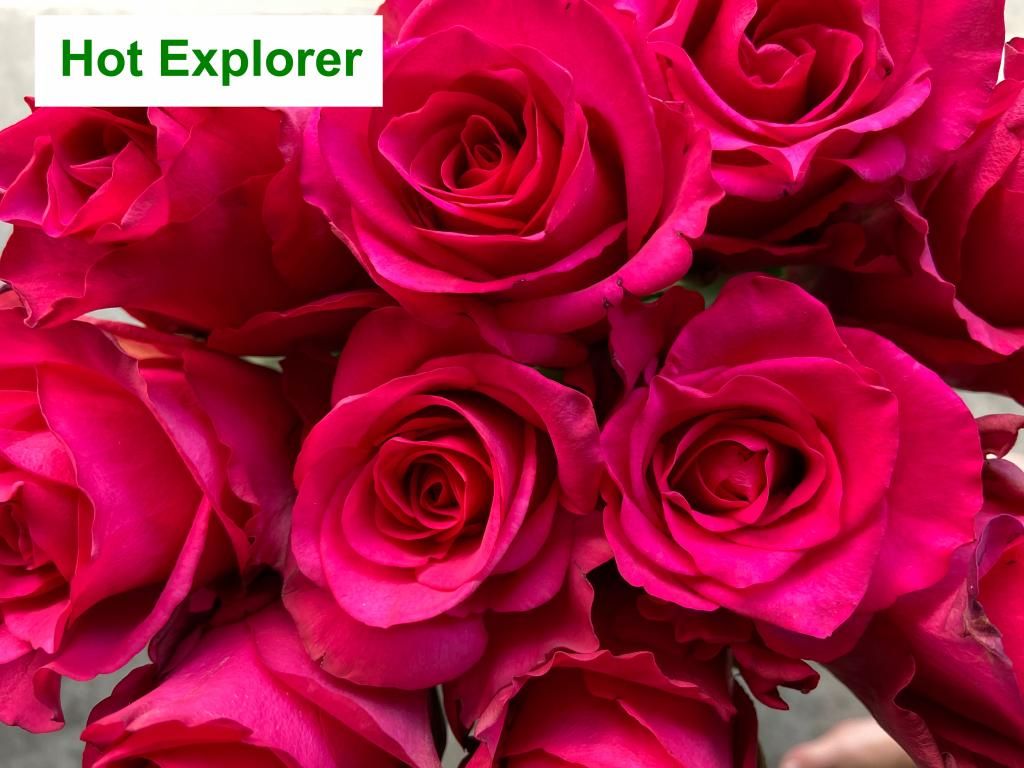Colombian Premium Rose - Hot Explorer