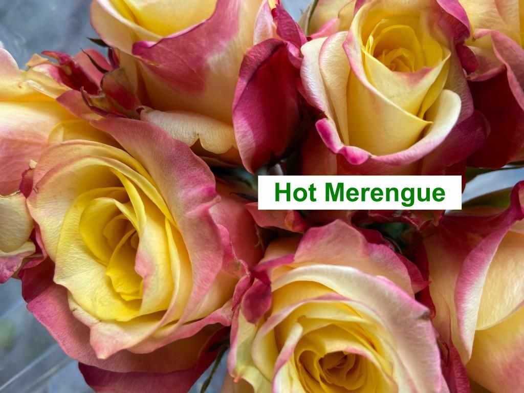Colombian Premium Rose - Hot Merengue