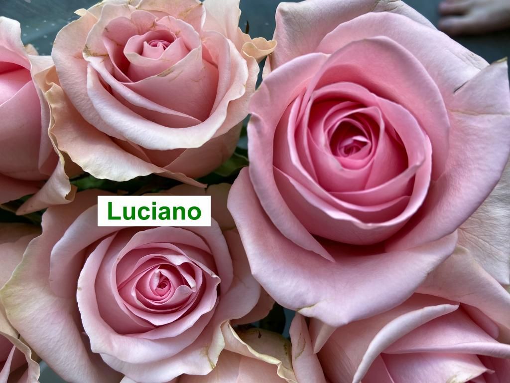 Colombian Premium Rose - Luciano