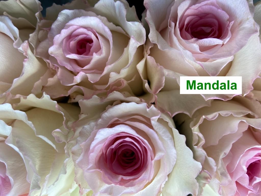 Colombian Premium Rose - Mandala