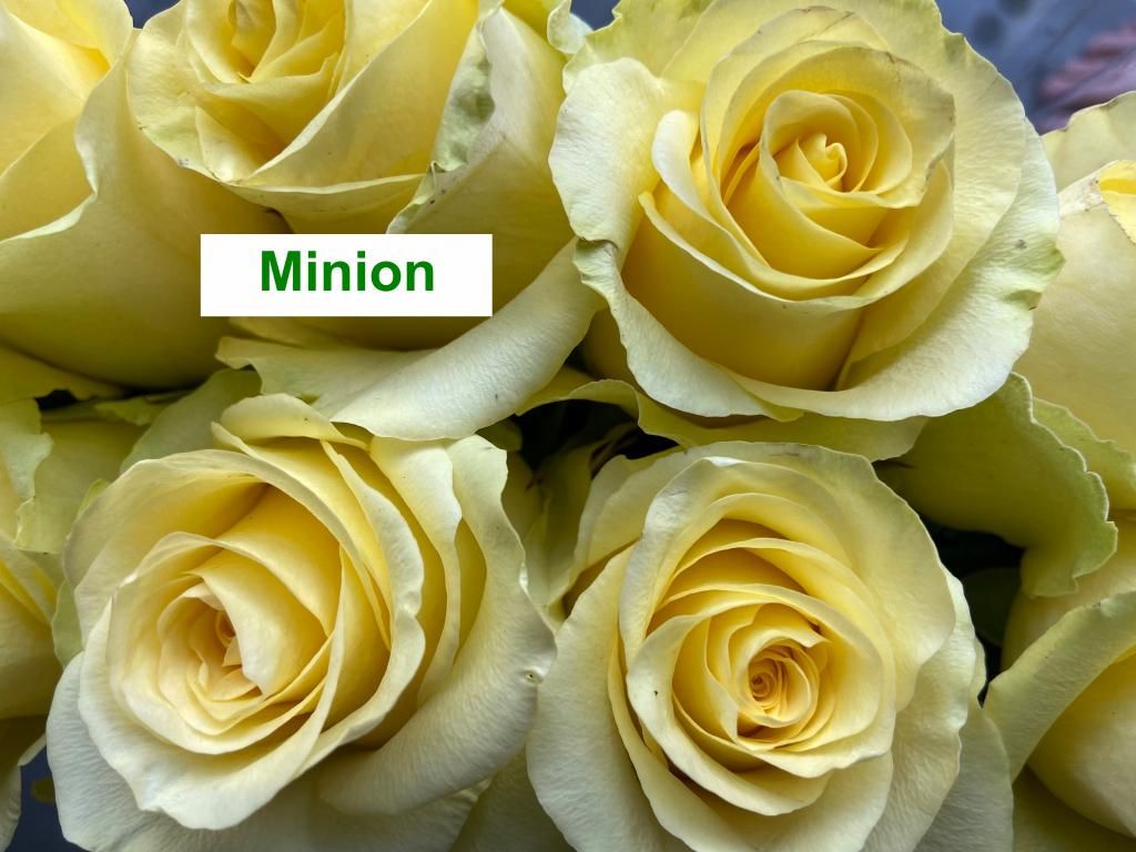 Colombian Premium Rose - Minion