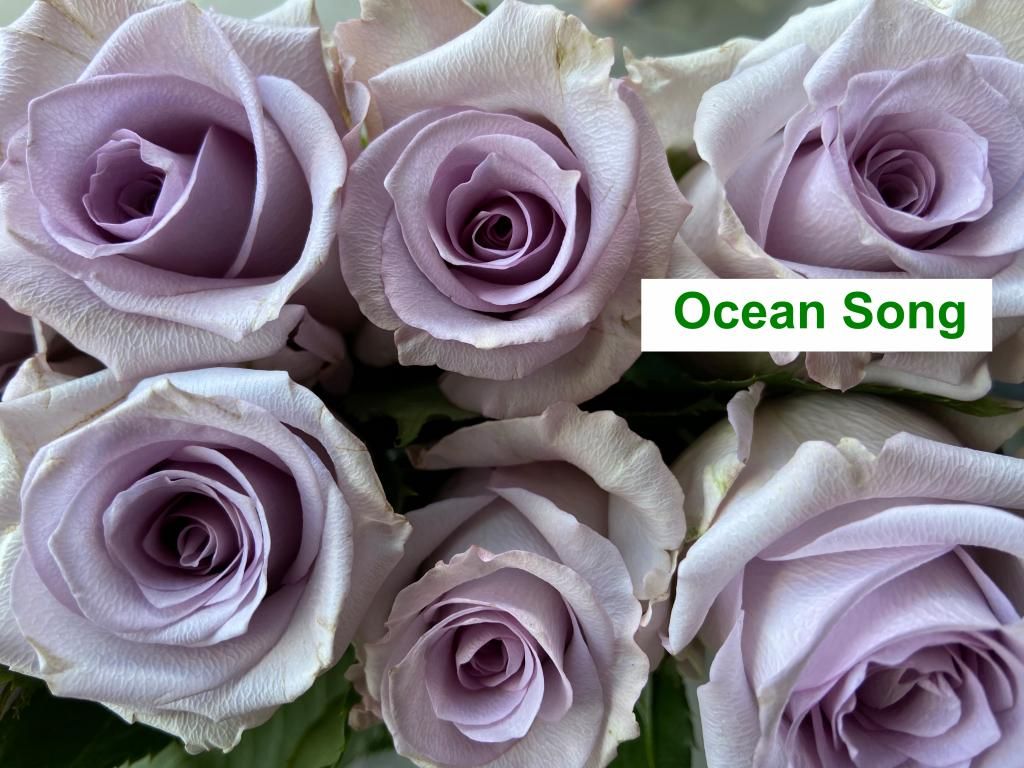 Colombian Premium Rose - Ocean Song