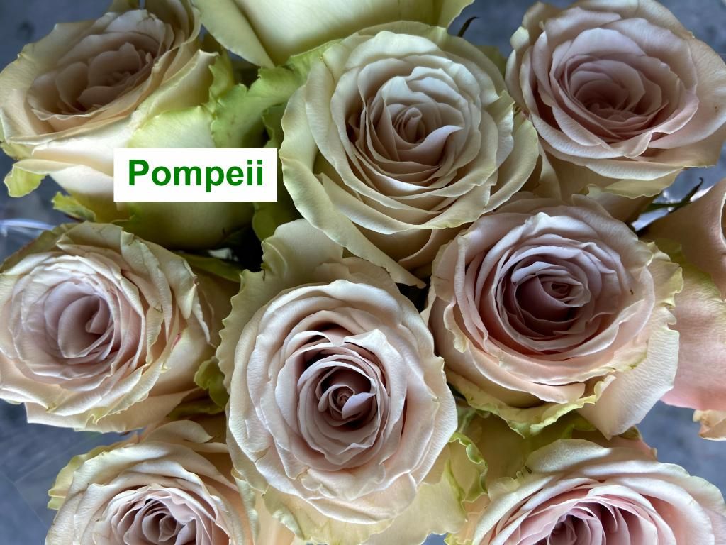 Colombian Premium Rose - Pompeii