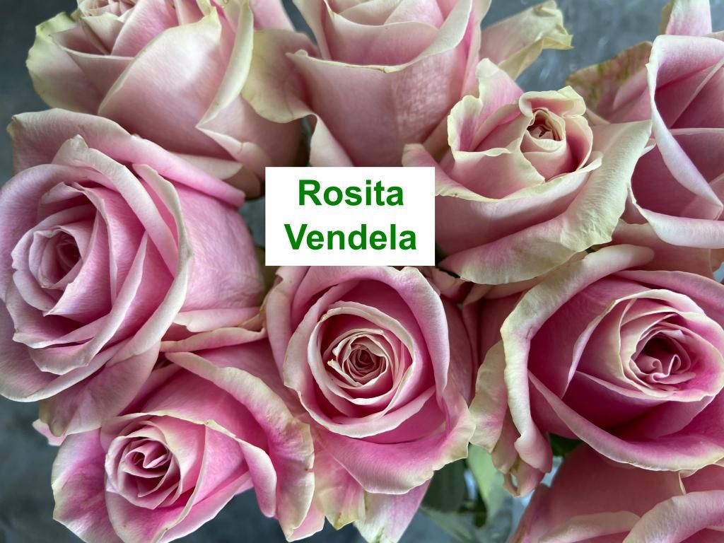 Colombian Premium Rose - Rosita Vendela