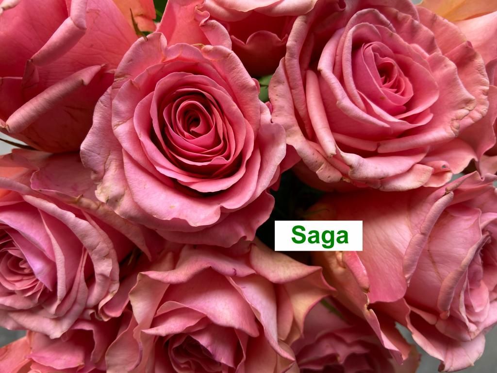 Colombian Premium Rose - Saga