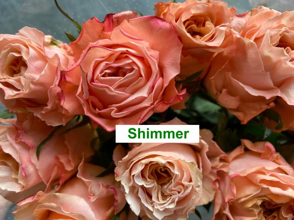 Colombian Premium Rose - Shimmer