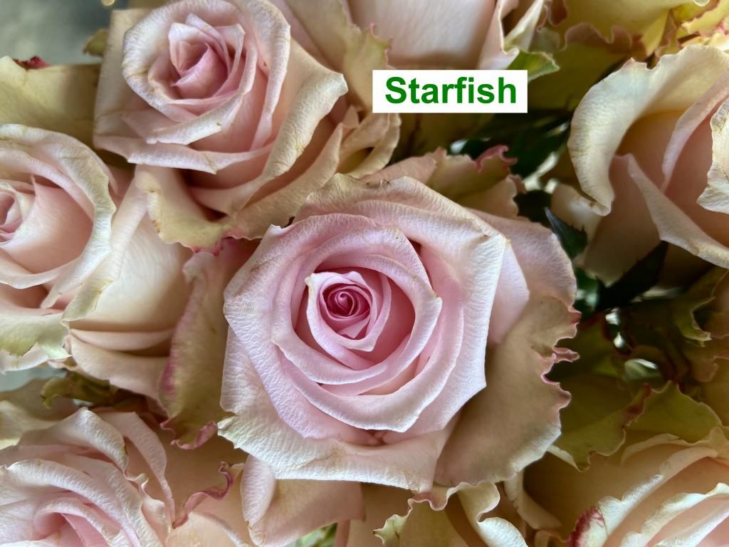 Colombian Premium Rose - Starfish