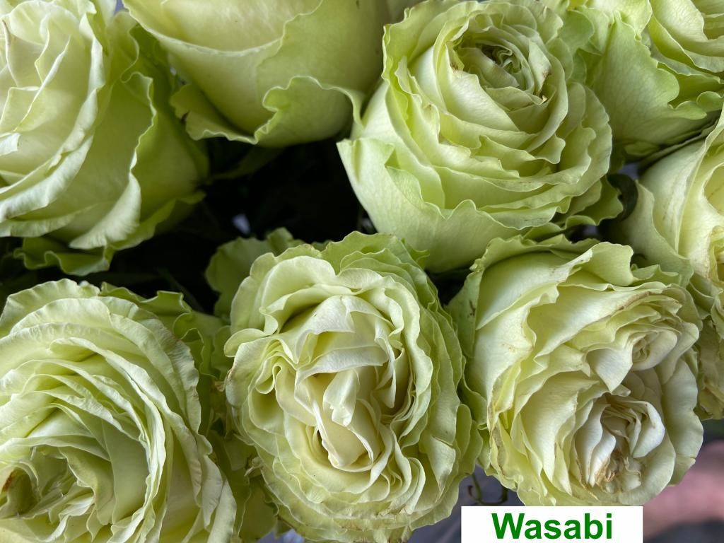 Colombian Premium Rose - Wasabi