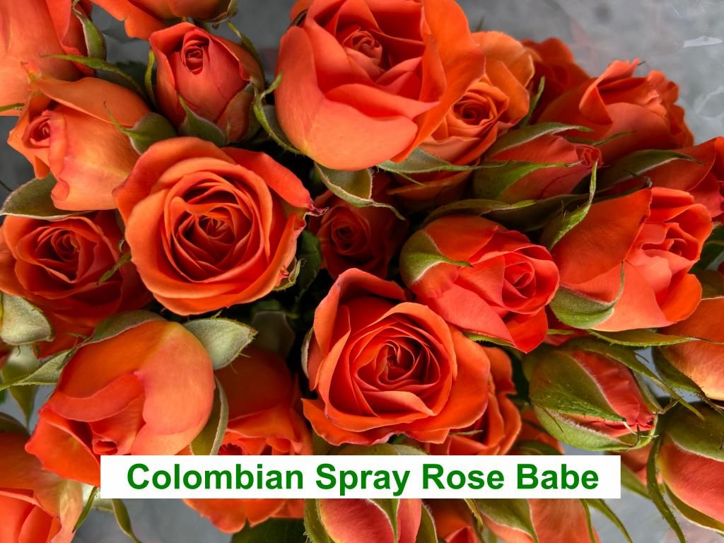 Colombian  Spray Rose - Babe