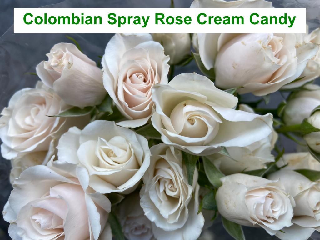 Colombian  Spray Rose - Cream Candy