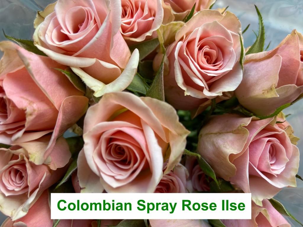 Colombian  Spray Rose - Ilse