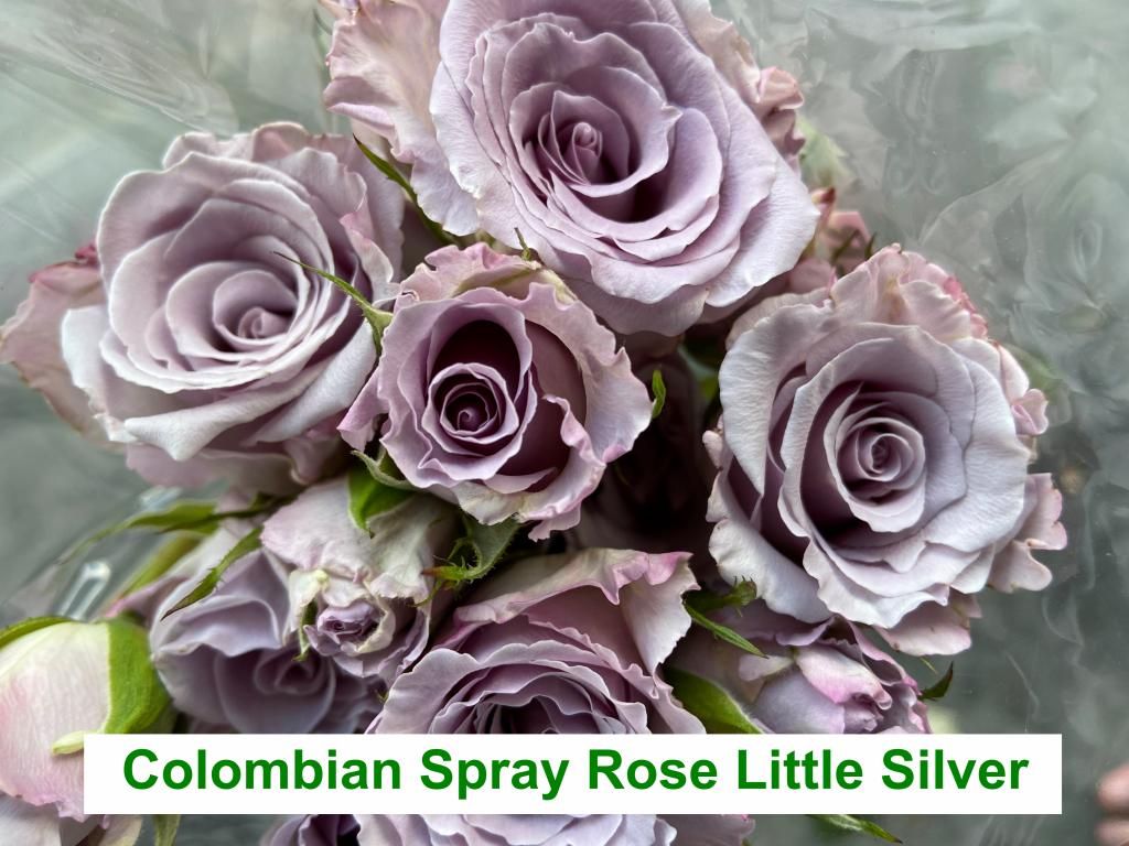 Colombian  Spray Rose - Little Silver