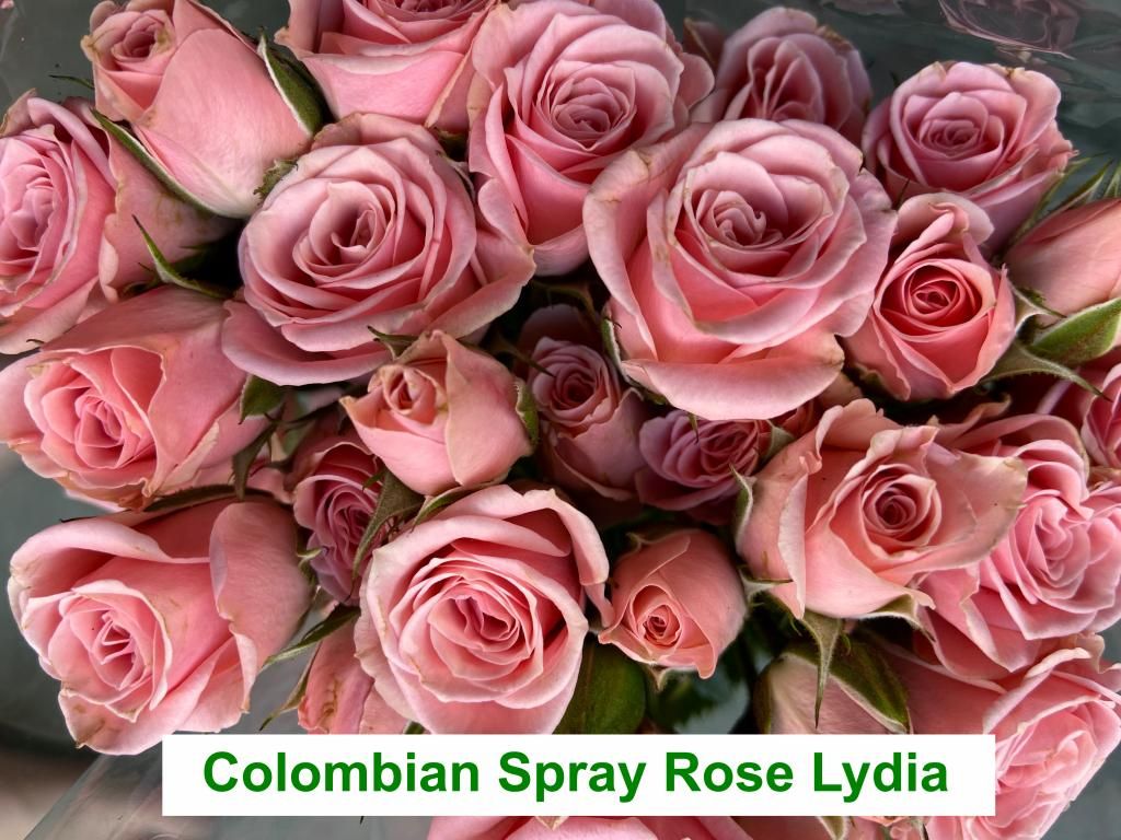 Colombian  Spray Rose - Lydia