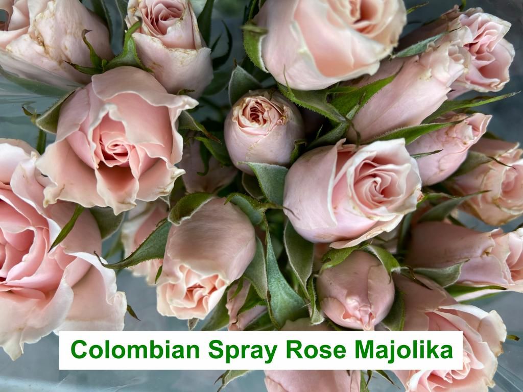 Colombian  Spray Rose - Majolika