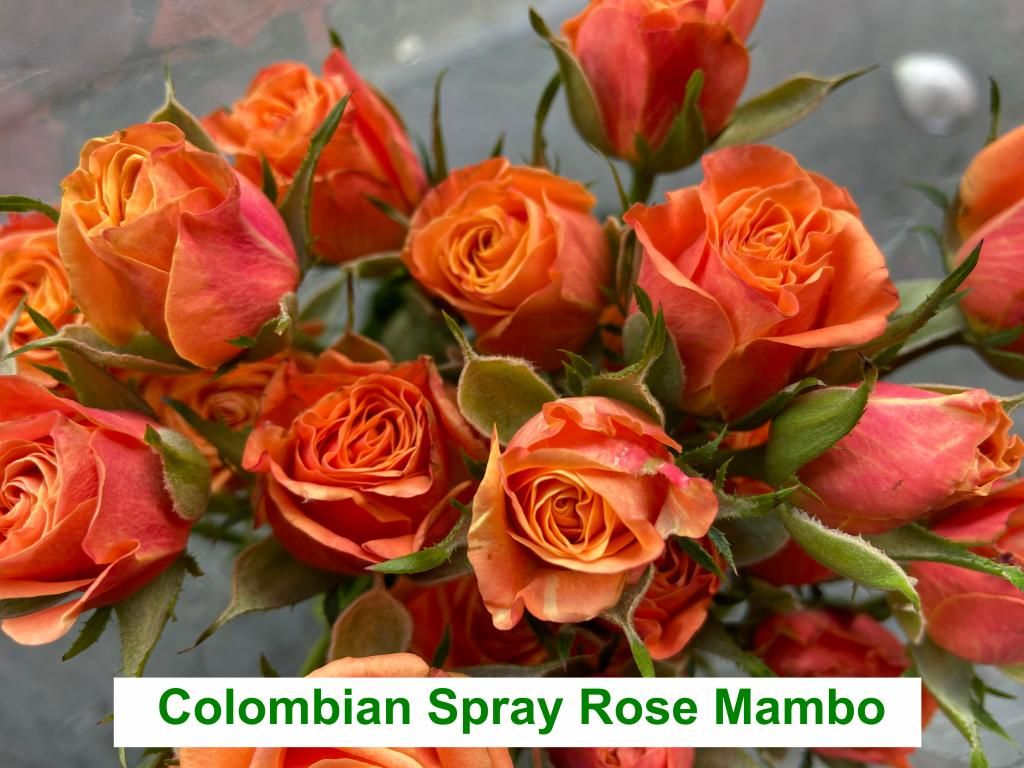 Colombian  Spray Rose - Mambo
