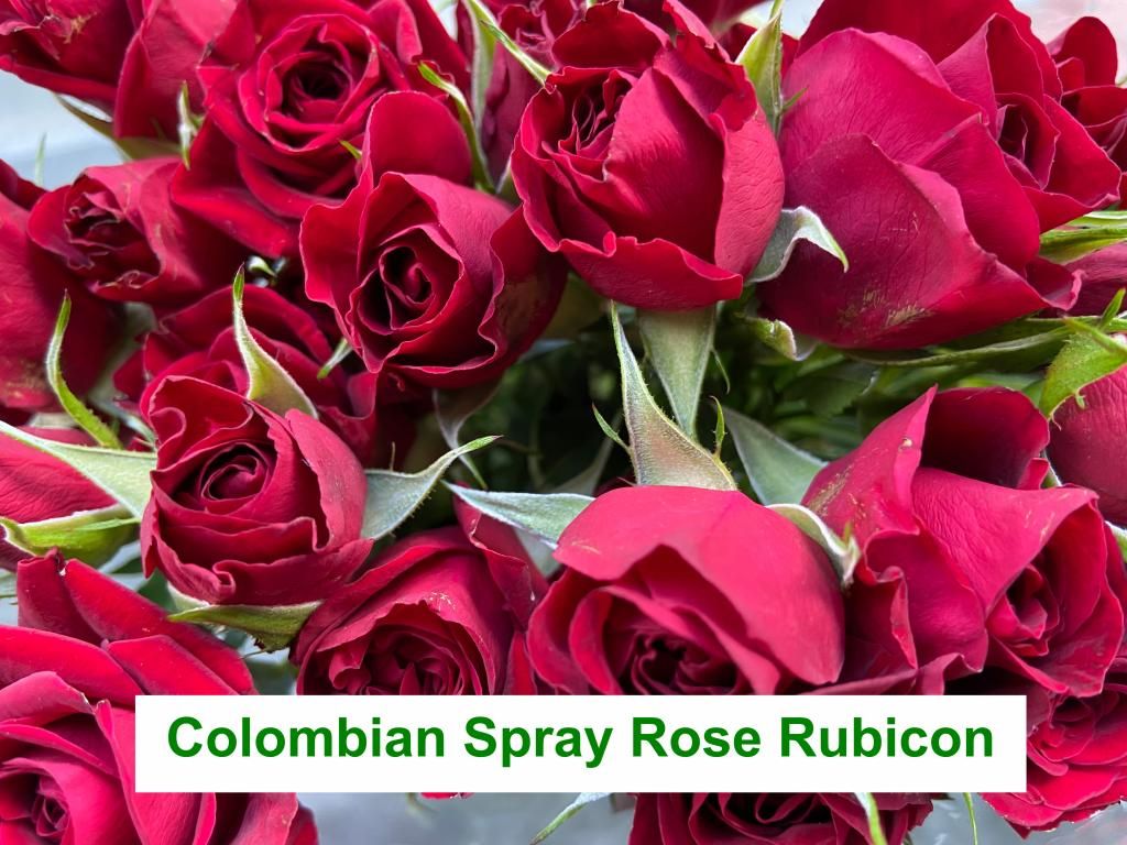 Colombian  Spray Rose - Rubicon