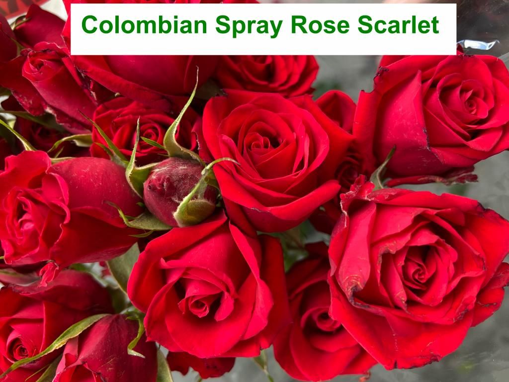 Colombian  Spray Rose - Scarlet