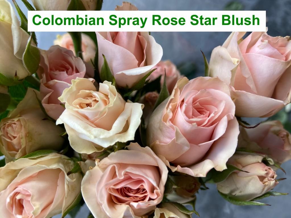 Colombian  Spray Rose - Star Blush