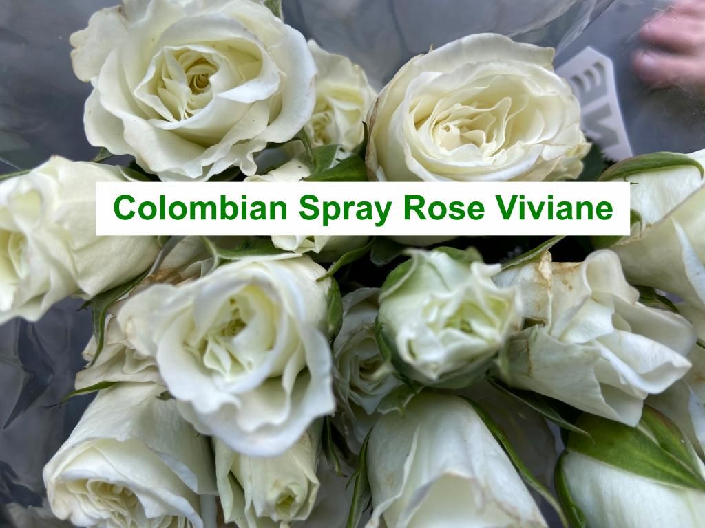 Colombian  Spray Rose - Viviane