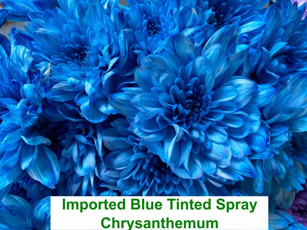 Imported Blue Tinted Spray Chrysanthemum