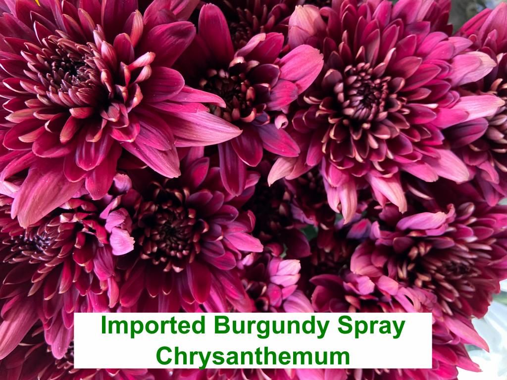 Imported Burgundy Spray Chrysanthemum