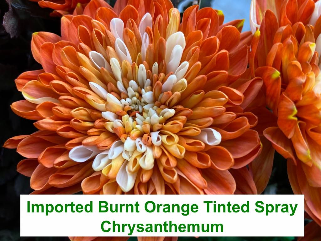 Imported Burnt Orange Tinted Spray Chrysanthemum