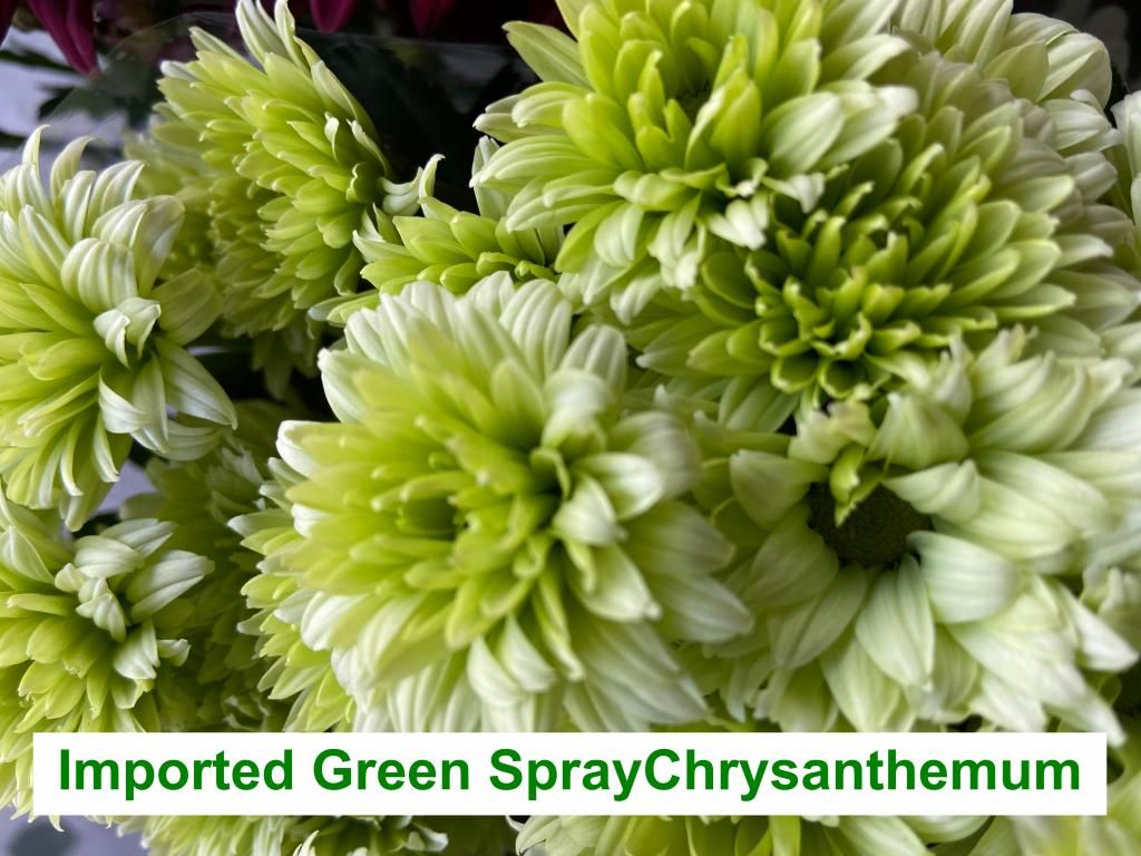 Imported Green Spray Chrysanthemum