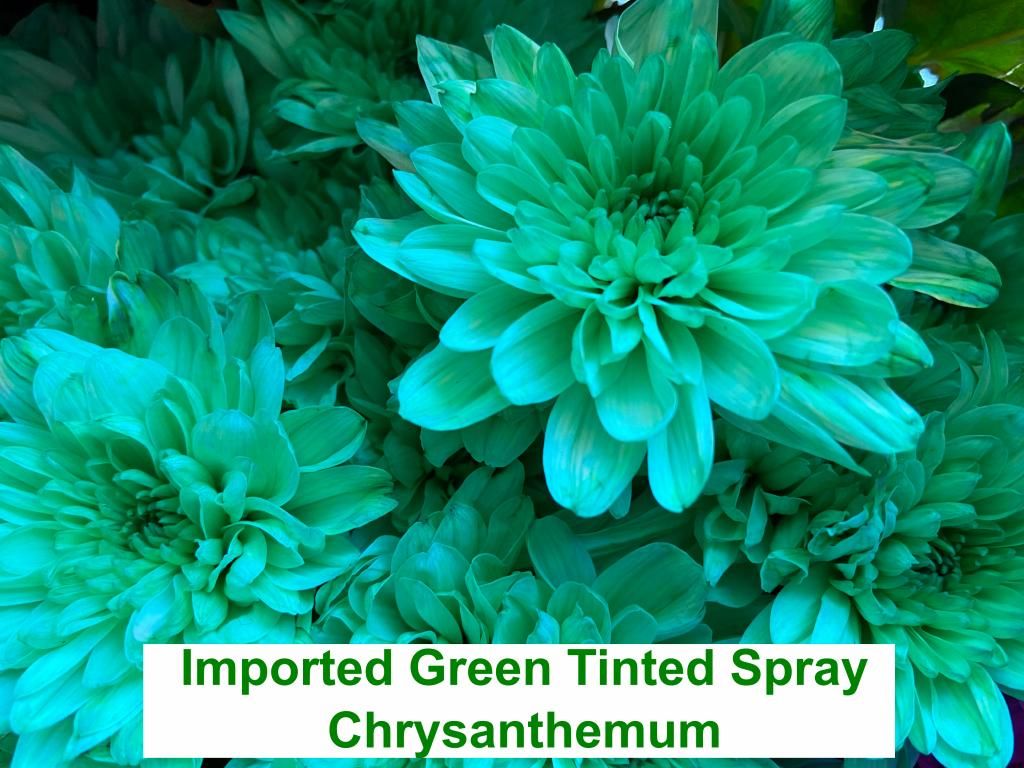 Imported Green Tinted Spray Chrysanthemum