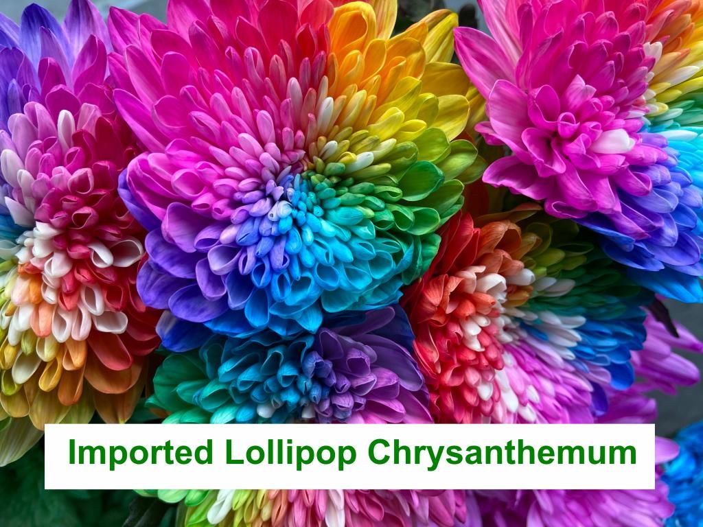 Imported Lollipop Standard Chrysanthemum